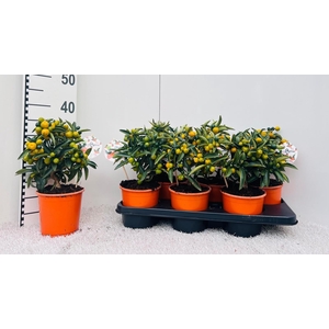 Citrus Kumquat Hindsii medi-stem