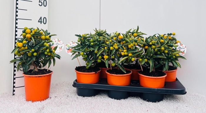<h4>Citrus Kumquat Hindsii medi-stem</h4>