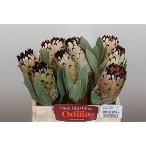 Protea Barbigera Snow Princess
