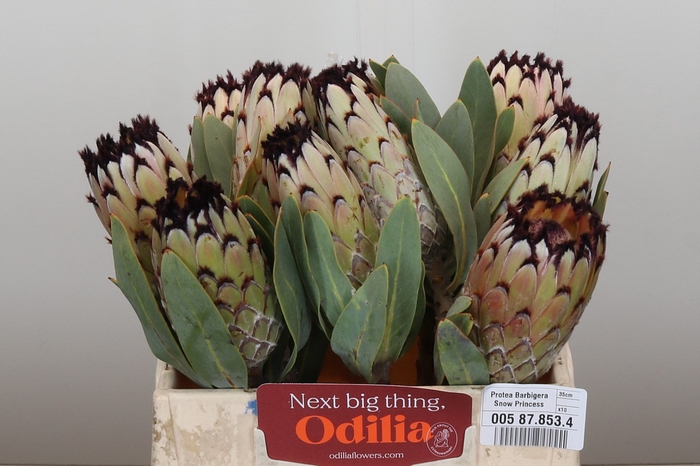 <h4>Protea Barbigera Snow Princess</h4>