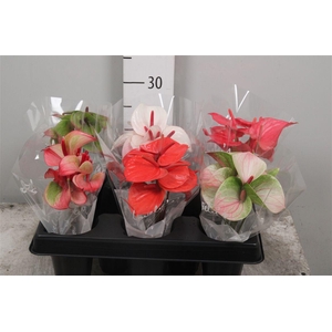 Lovely Funny 25 Cm 6