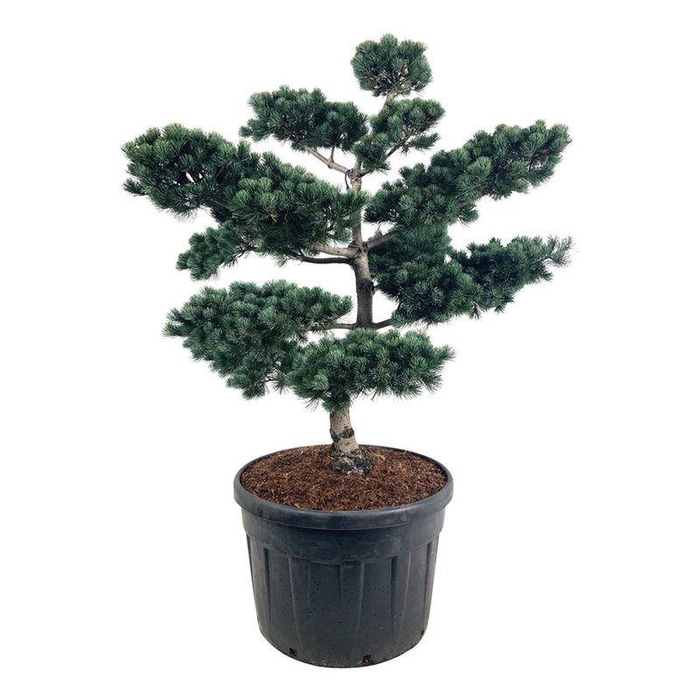 <h4>Pinus parv. 'Negishi'</h4>