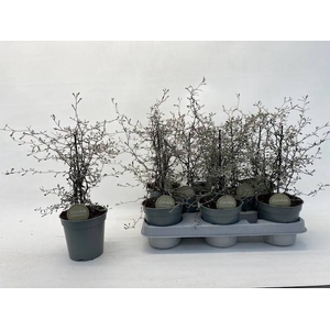 COROKIA COTONEASTER