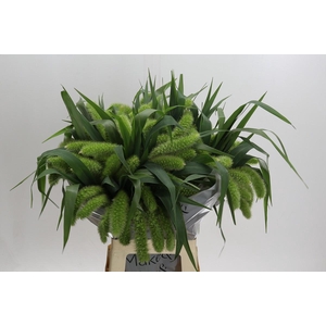 Setaria Italica Volle Melk