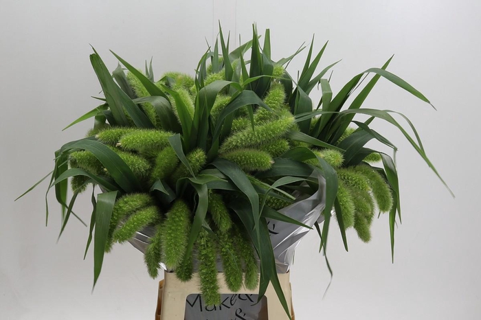 <h4>Setaria Italica Volle Melk</h4>