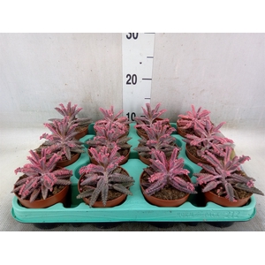 Kalanchoe NF daigremonti