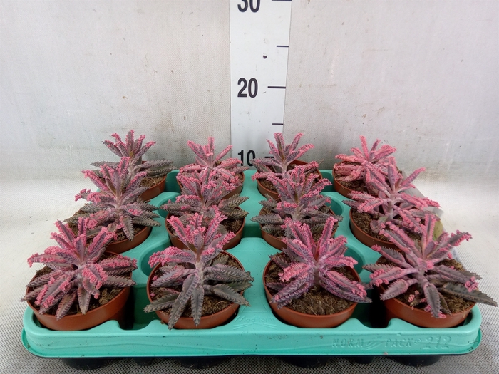 <h4>Kalanchoe NF daigremonti</h4>