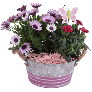 Spring Flower Arr. Outdoor Zinc Grey/Pink Butterfly Ø17cm 2PP