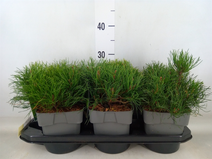 <h4>Pinus mugo subsp. mugo</h4>