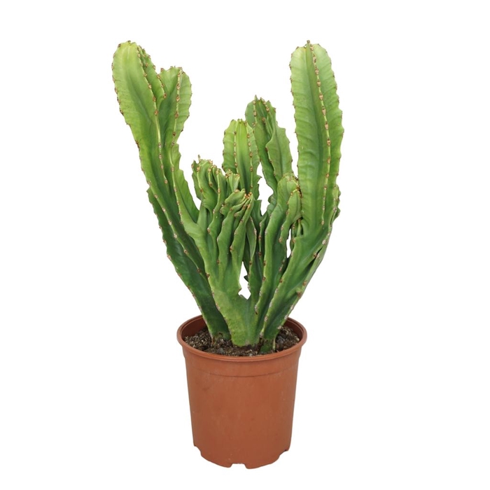 <h4>Euphorbia ingens</h4>