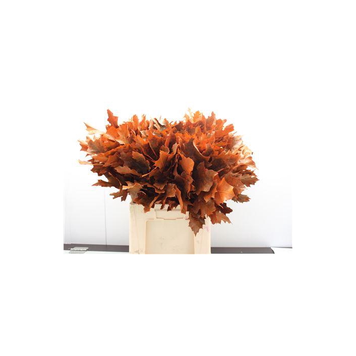 <h4>Eik Frosted Oranje</h4>