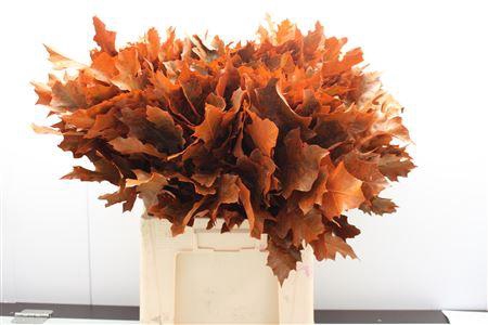 Eik Frosted Oranje
