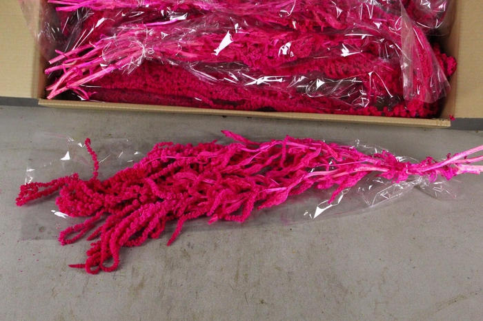 <h4>PF Amaranthus Hang Cerise Bs</h4>