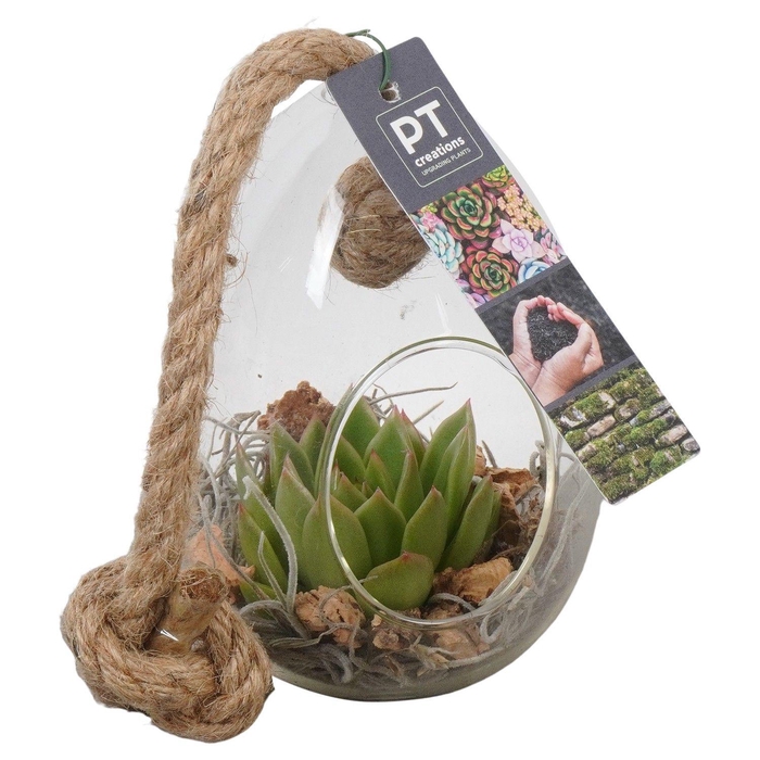 <h4>PTSU8407 Arrangement Succulenten in glazen ei</h4>