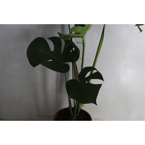 MONSTERA DELICIOSA P23