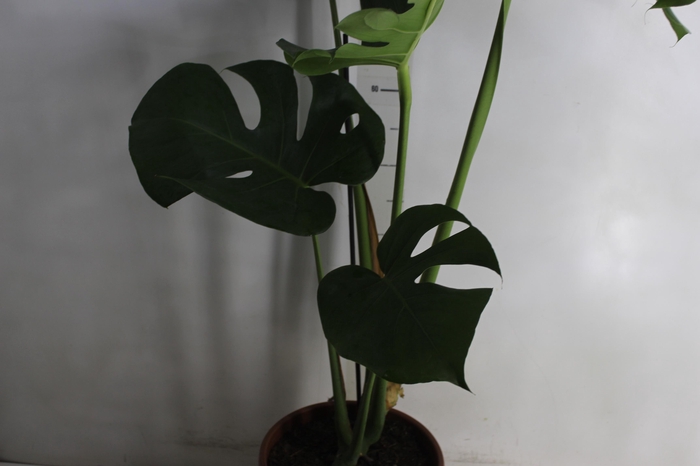 <h4>MONSTERA DELICIOSA P23</h4>