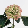 Hydrangea schneeball classic
