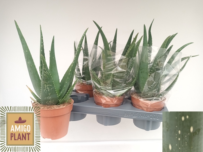 <h4>ALOE EQUATOR</h4>
