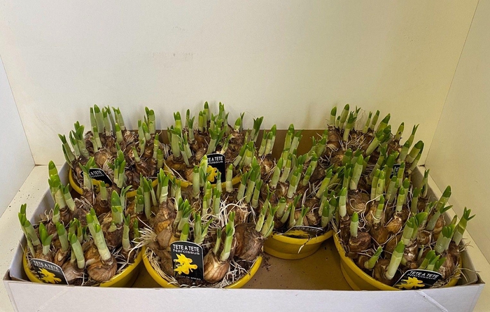 <h4>Narcissus Cyclam. Grp 'Tete a tete', gele schaal</h4>