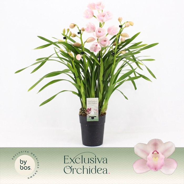 <h4>Cymbidium, Pink Bell 4-spike P14 'Exclusiva Orchidea'</h4>