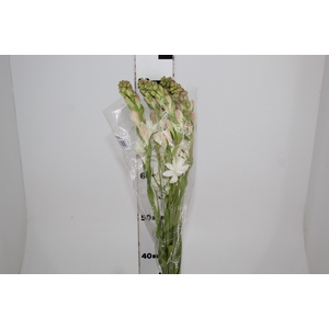 ANGELICA 080 CM
