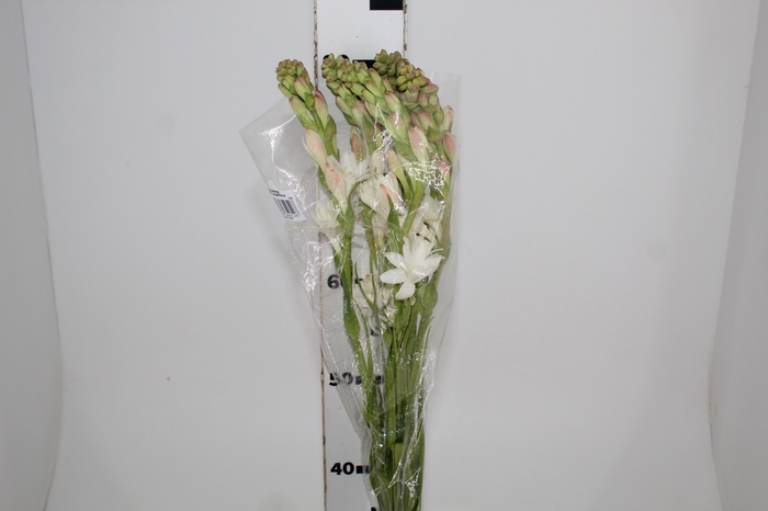 ANGELICA 080 CM