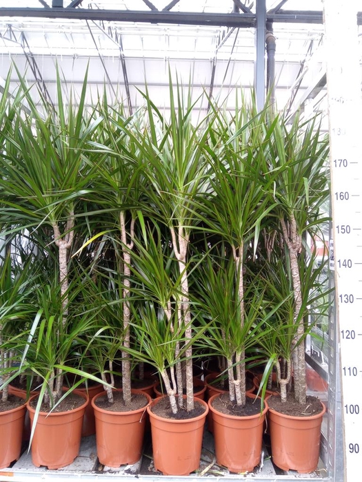 <h4>Dracaena marg.</h4>