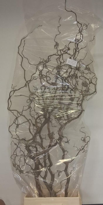 <h4>CORYL AV CONTORTA</h4>