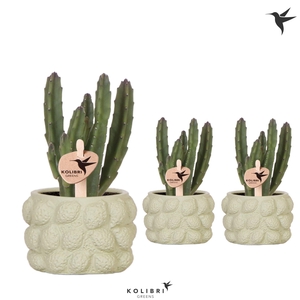 Kolibri Greens Stapelia Leendertziae in Citrus pot green