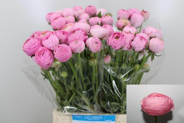 <h4>RAN AAZUR LI PINK</h4>