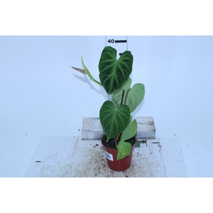 PHILODENDRON VERRUCOSUM P12