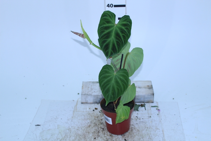 PHILODENDRON VERRUCOSUM P12