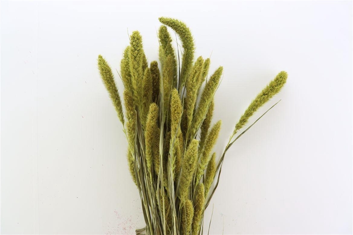 <h4>Dried Setaria Apple Green Bunch</h4>