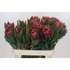 Protea Brenda