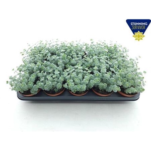 Sedum Sieboldii