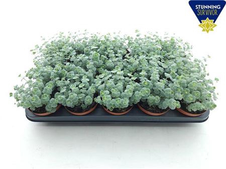 <h4>Sedum Sieboldii</h4>