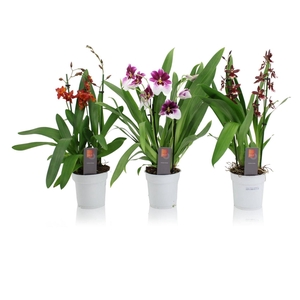 Inca Orchid mix 2-3 spike