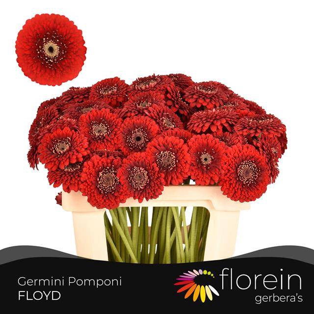 <h4>GE MB POM FLOYD</h4>