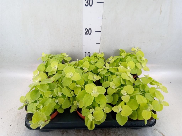 <h4>Helichrysum petiolare</h4>