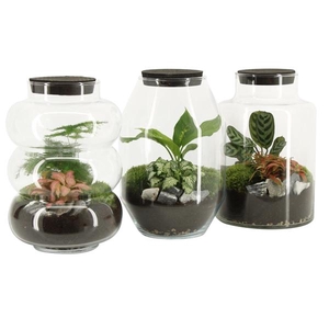 51817: Terrarium arrangement