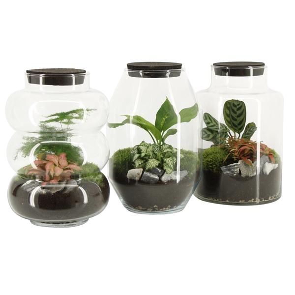 <h4>51817: Terrarium arrangement</h4>