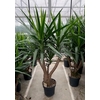Yucca