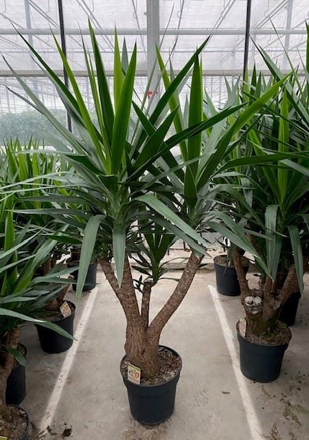Yucca