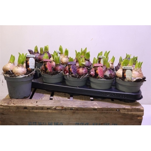 arr8 Hyacin Pear Gem 3 Kl