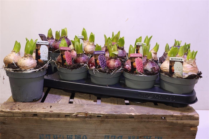 <h4>arr8 Hyacin Pear Gem 3 Kl</h4>