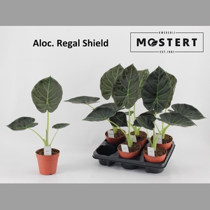 ALOC REGAL SHIELDS