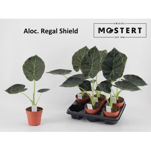 ALOC REGAL SHIELDS