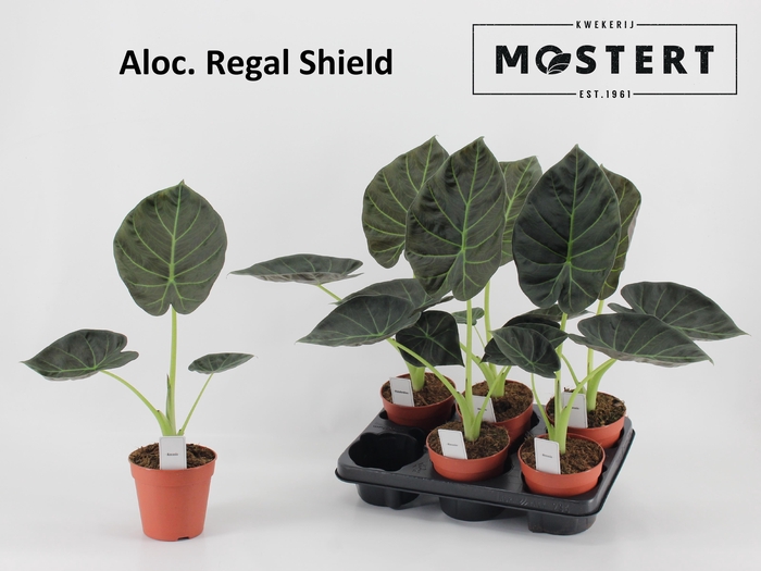 <h4>ALOC REGAL SHIELDS</h4>