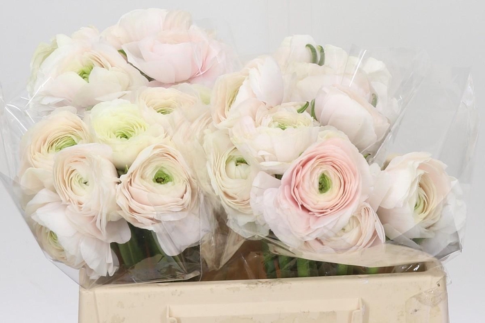 <h4>Ranunculus Clooney Hanoi</h4>