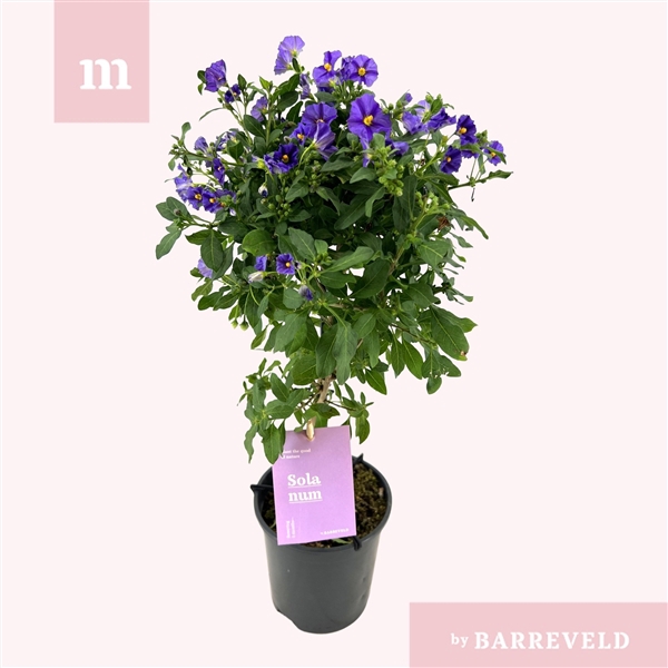 <h4>Solanum Rantonnetii stam</h4>
